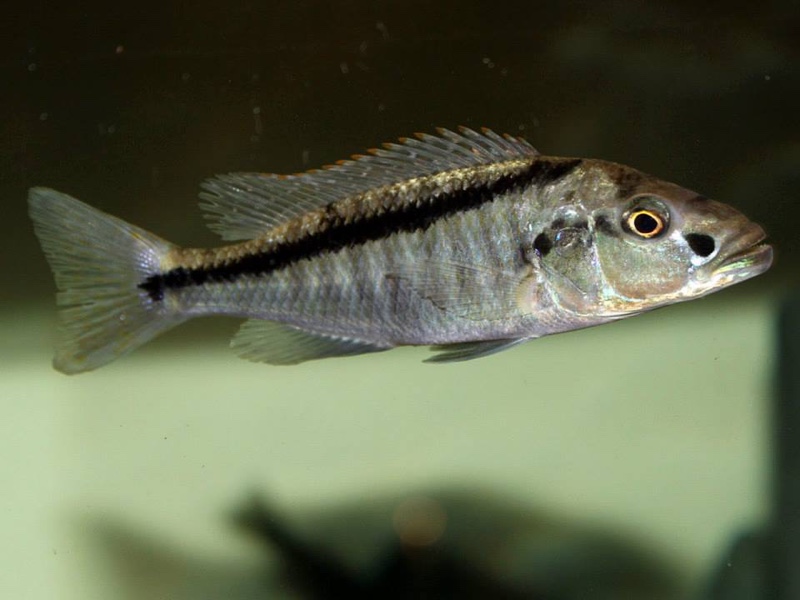 Champsochromis spilorhynchus 'Mazinzi Reef'